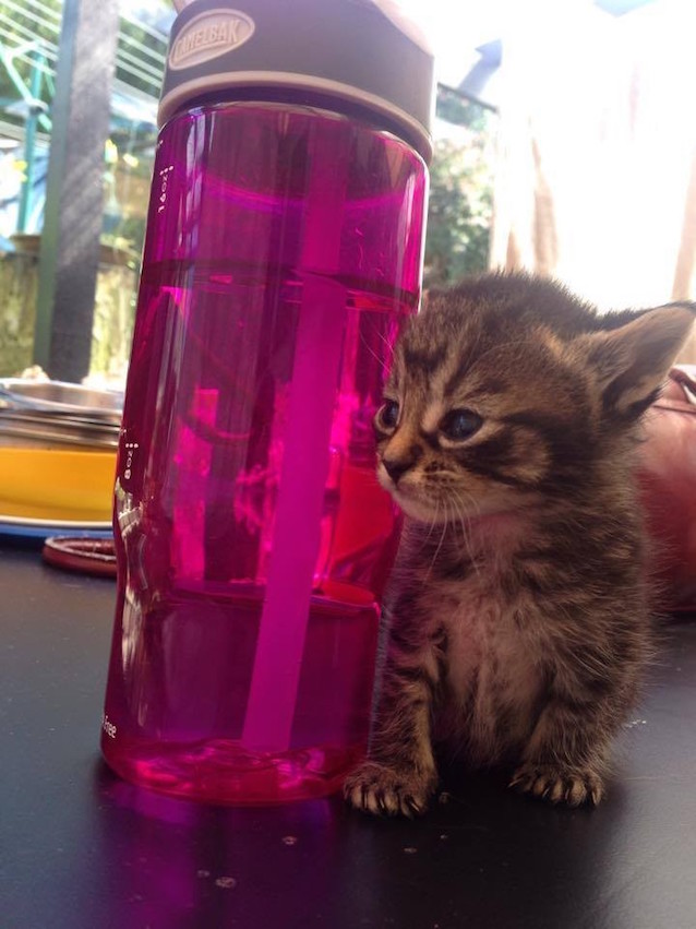 Harley-the-kitten-3.jpg