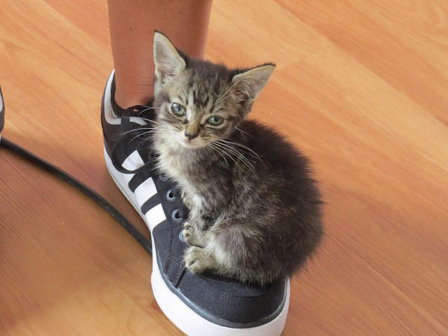 Harley-the-kitten-4.jpg