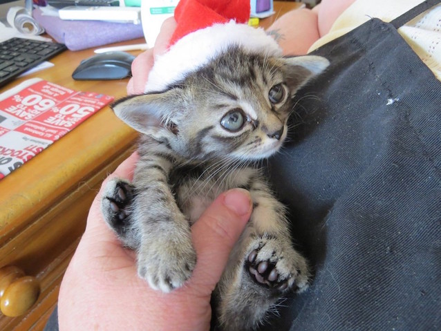 Harley-the-kitten-5.jpg