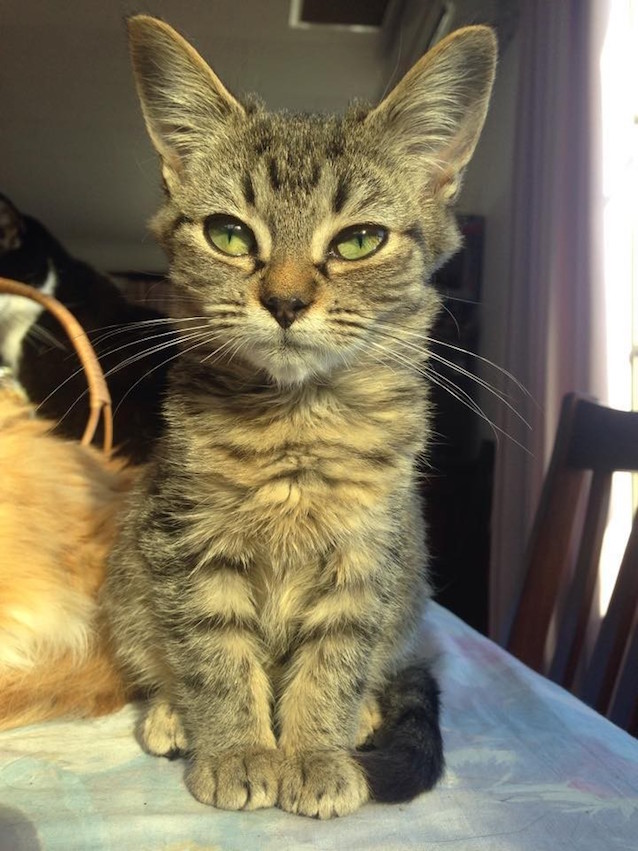 Harley-the-kitten-7.jpg