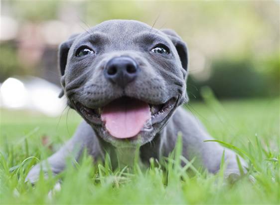 Harper-cute-close-up.jpg