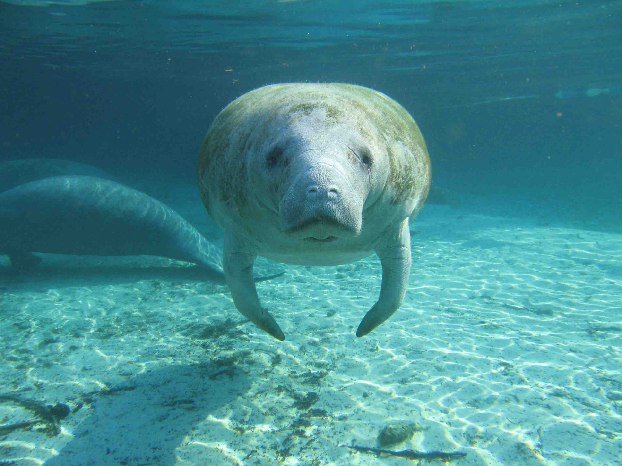 Heres_Looking_at_You_Kid_-_Meet_a_Florida_Manatee.jpg