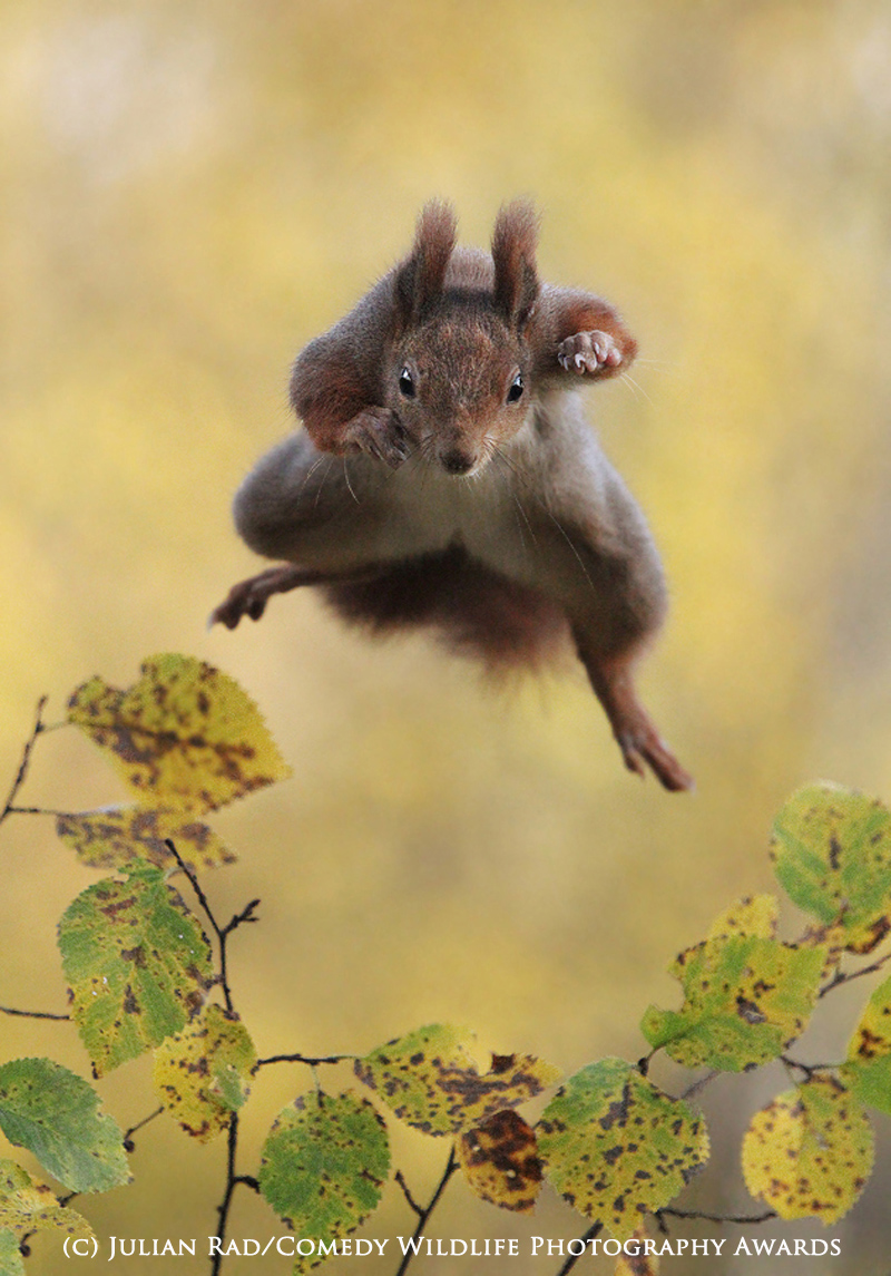 Kung Fu Squirrel Kung Fu Squirrel