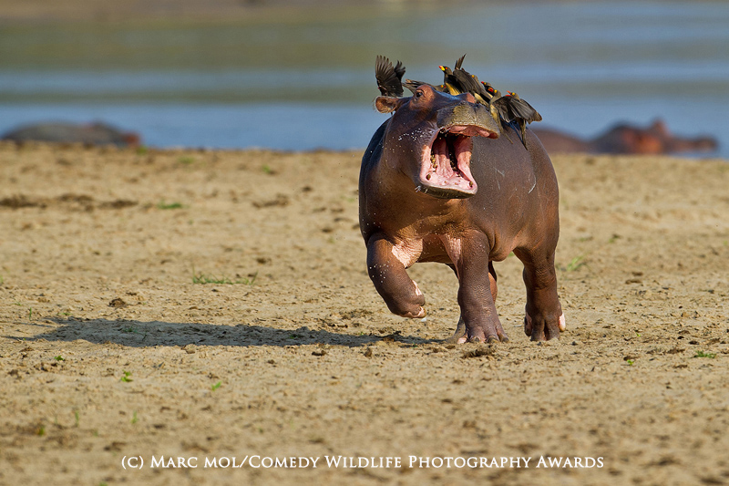 Help.....mum! Driven hippo-potty-mus. Help.....mum! Driven hippo-potty-mus.