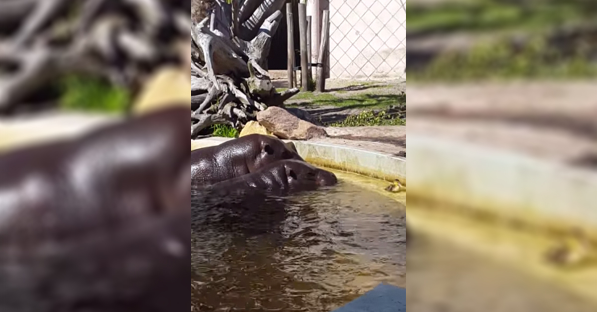 Hippos Help Baby Duck