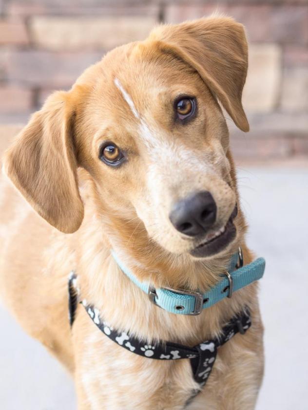 Hiro-dog-adoption.jpg