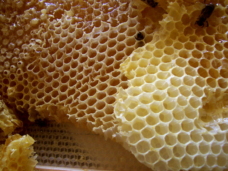 Honey_comb.jpg