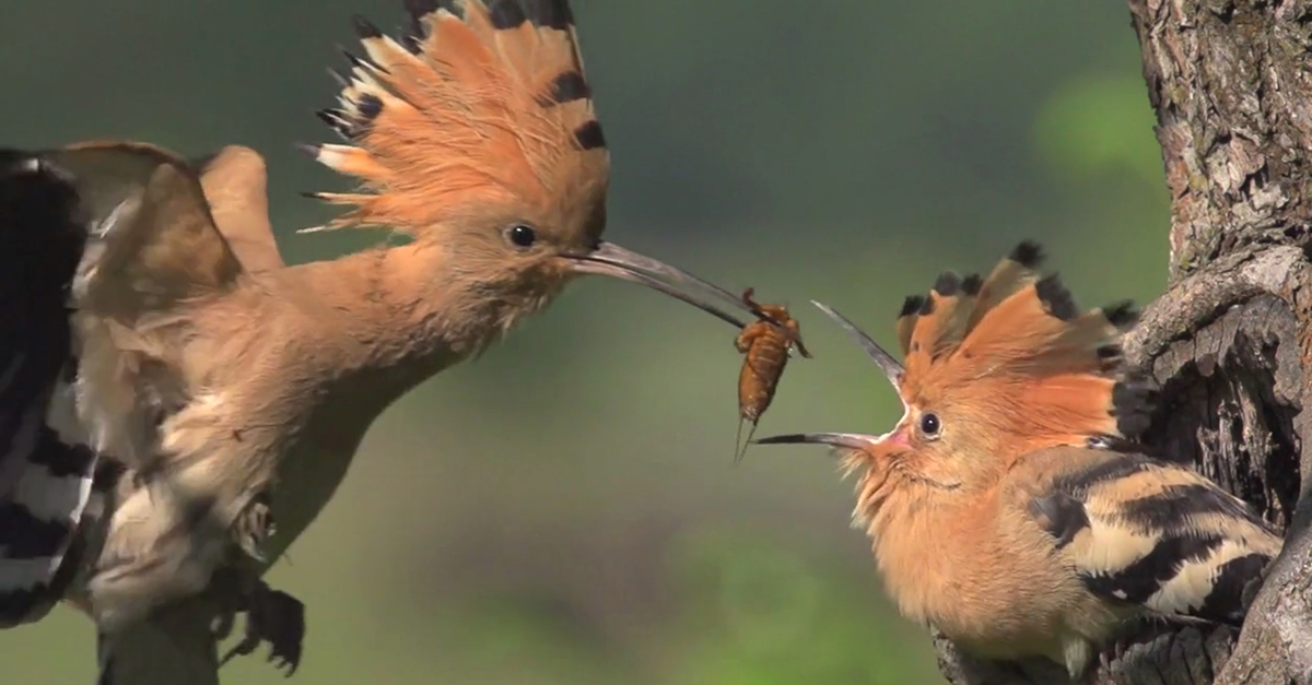 Hoopoe Feeding Baby