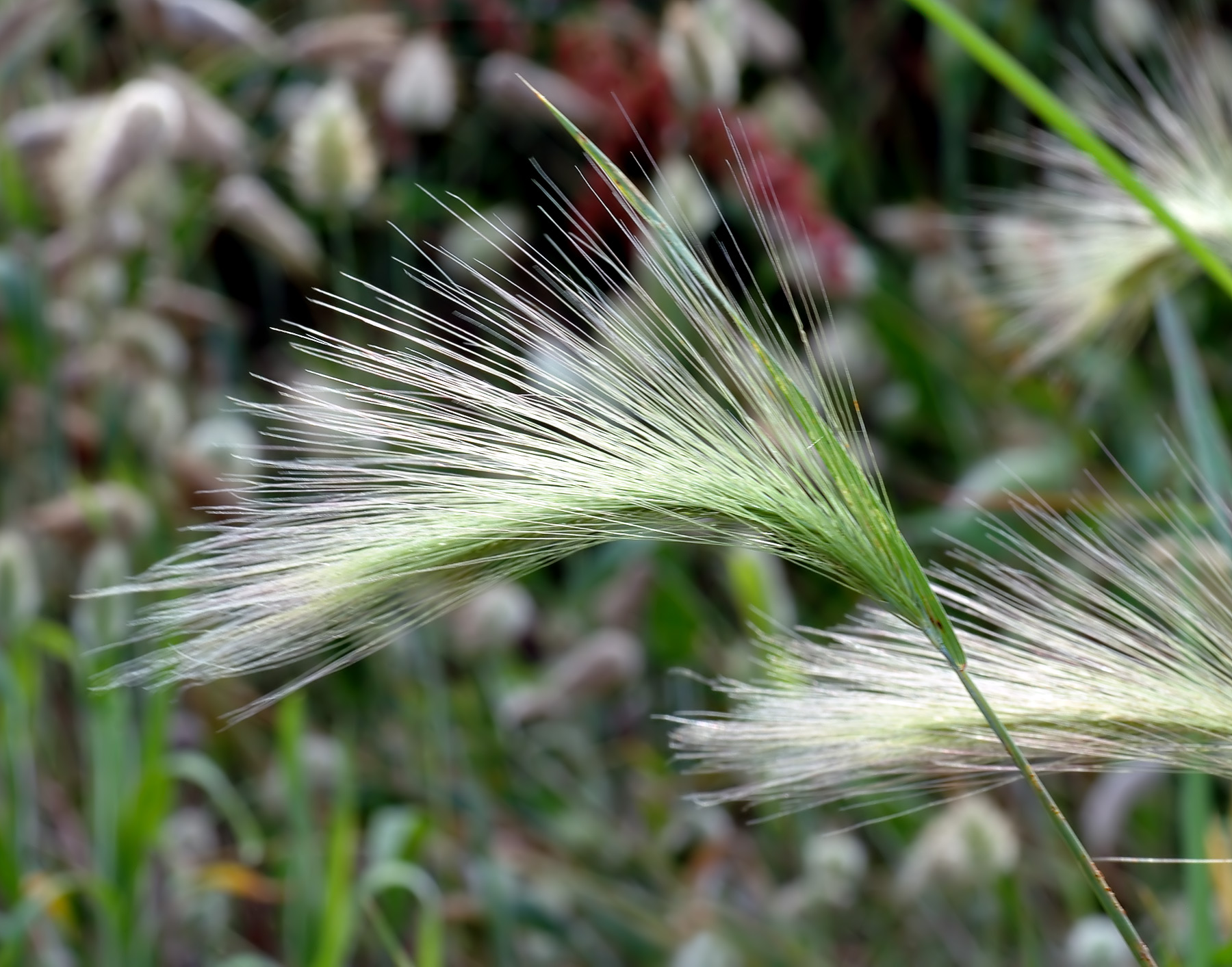 Hordeum_jubatum_-_close-up_aka.jpg