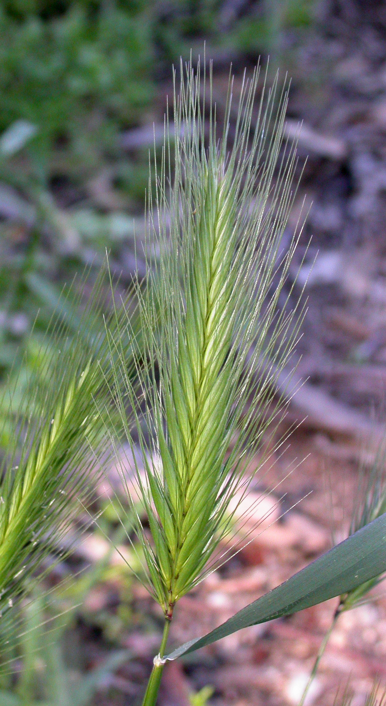 Hordeum_murinum_in_Voorhis_Ecological_ReserveCal_Poly_Pomona.jpg