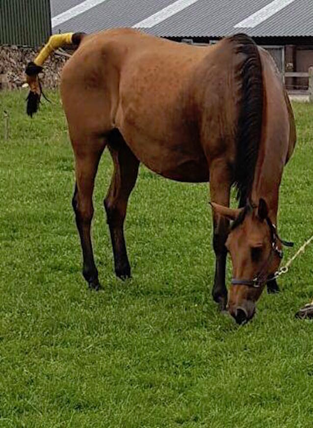 Horse-Mom-1.jpg