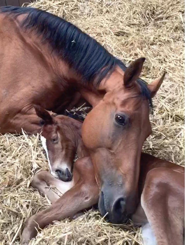Horse-Mom-2.jpg
