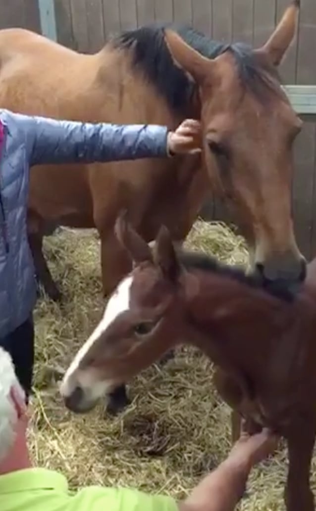 Horse-Mom-4.jpg