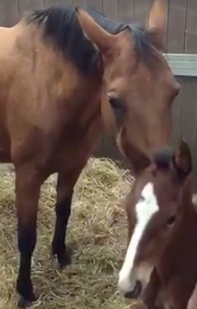 Horse-Mom-5.jpg