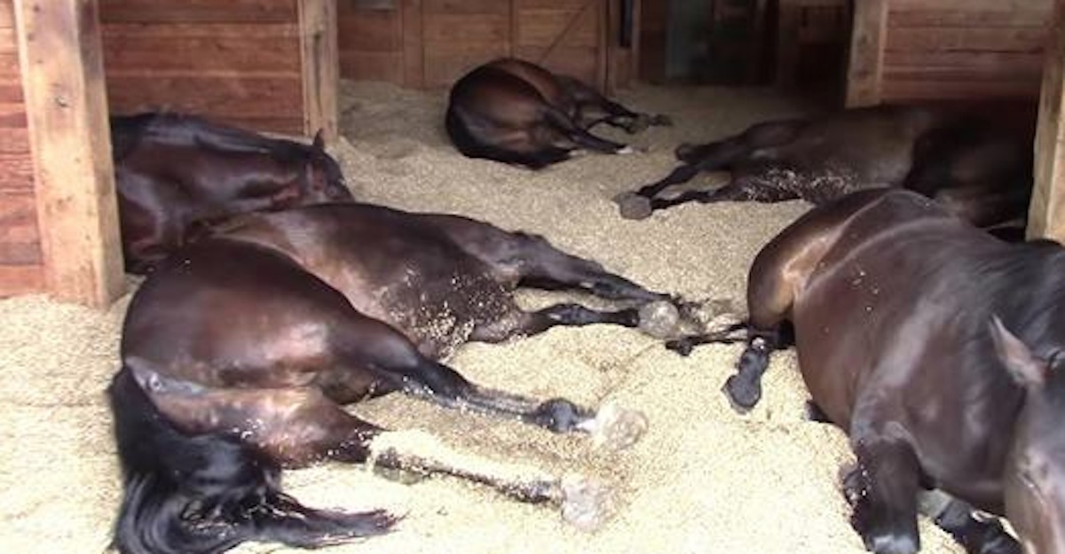 Horse3.jpg
