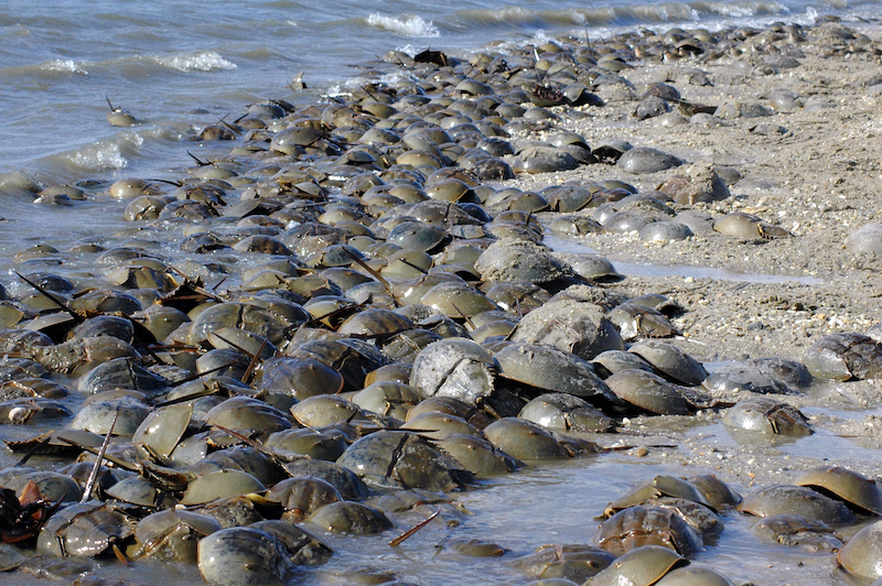 Horseshoe_Crabs_4035246616.jpg