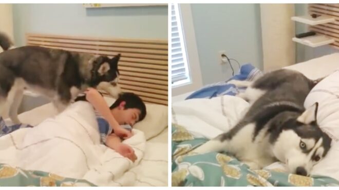 Relentless husky attempts to wake owner