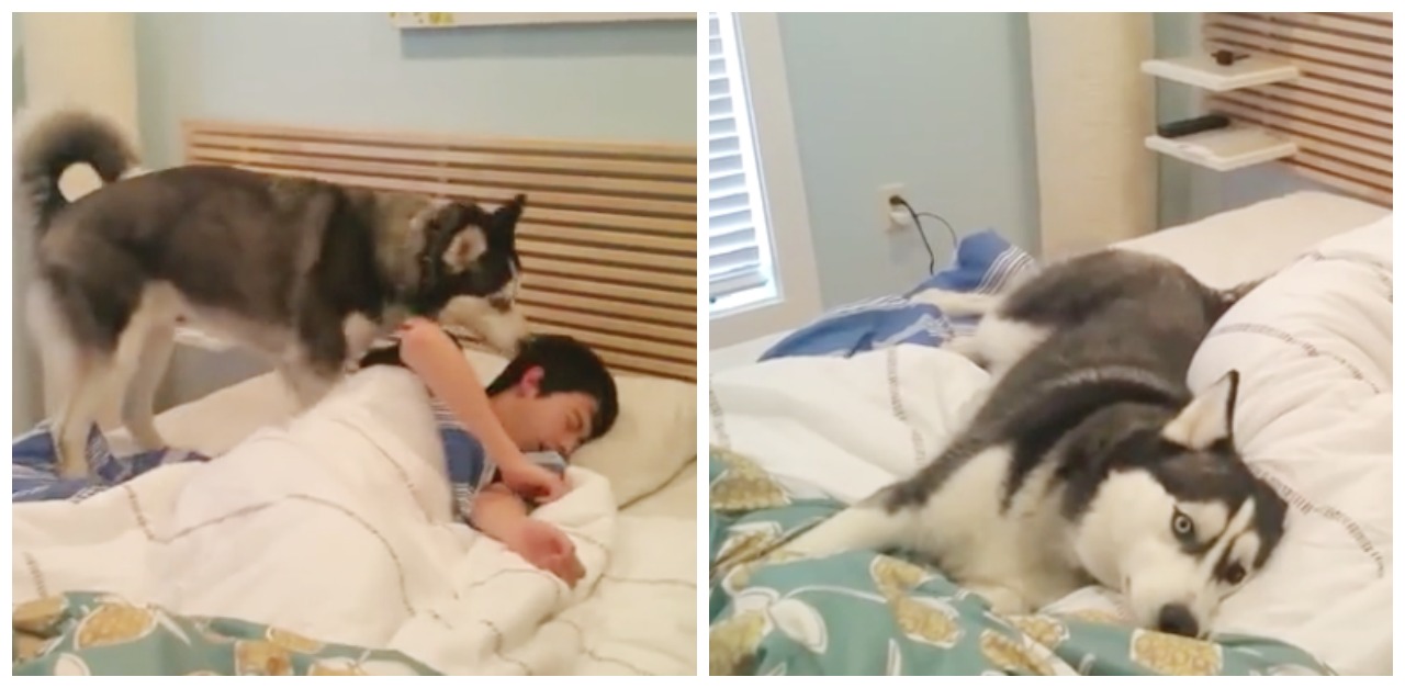 Relentless husky attempts to wake owner