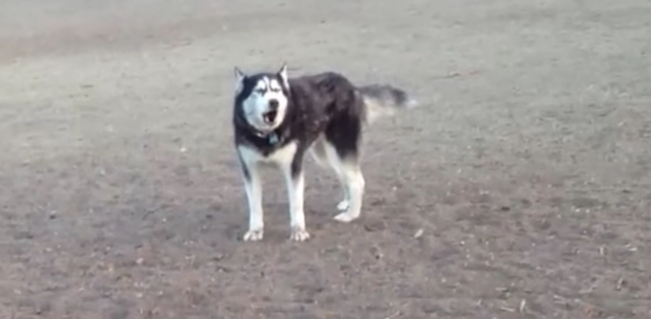 Husky Tantrum Beauty