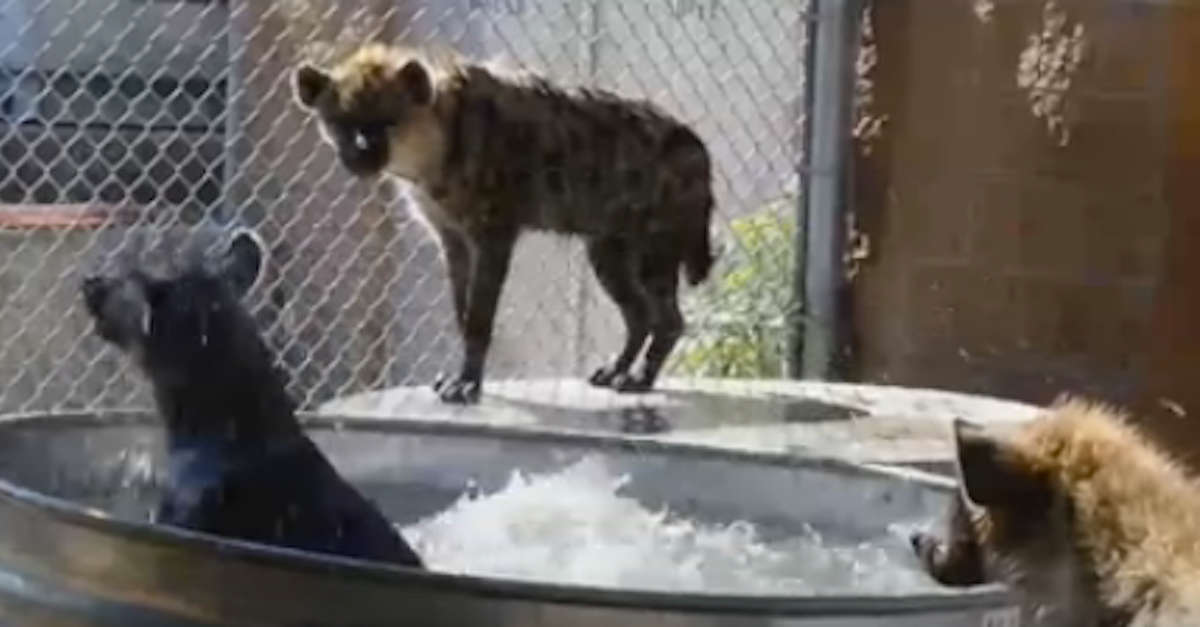 Hyena In Pool