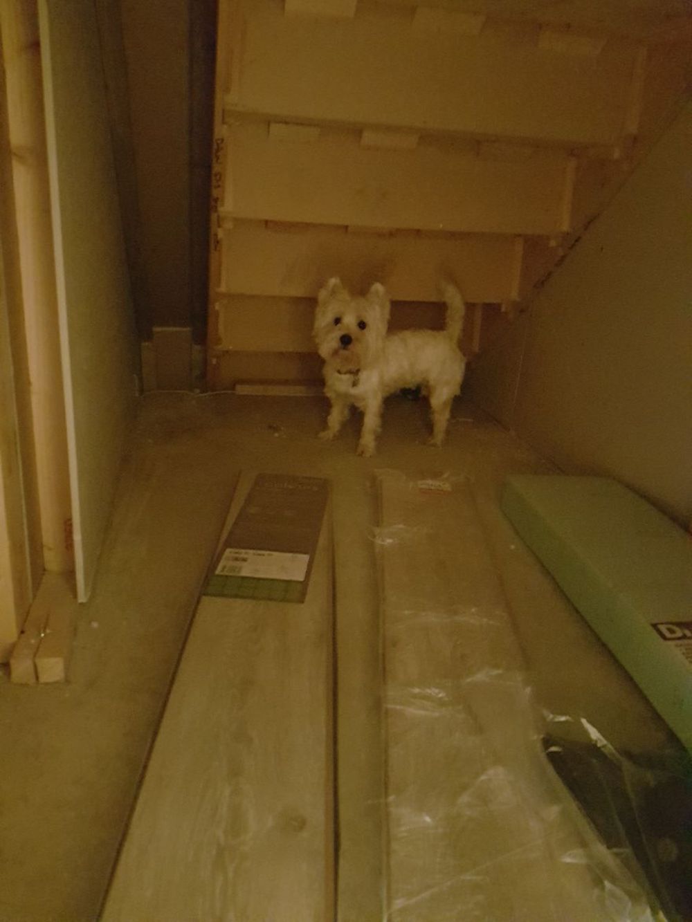 I-built-my-dog-a-Hairy-Paw-tor-room-under-the-stairs-and-it-turned-out-better-than-expected-5a65d6efddea0__880.jpg