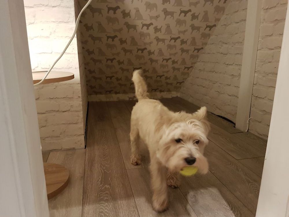 I-built-my-dog-a-Hairy-Paw-tor-room-under-the-stairs-and-it-turned-out-better-than-expected-5a65d8da48ad5__880.jpg