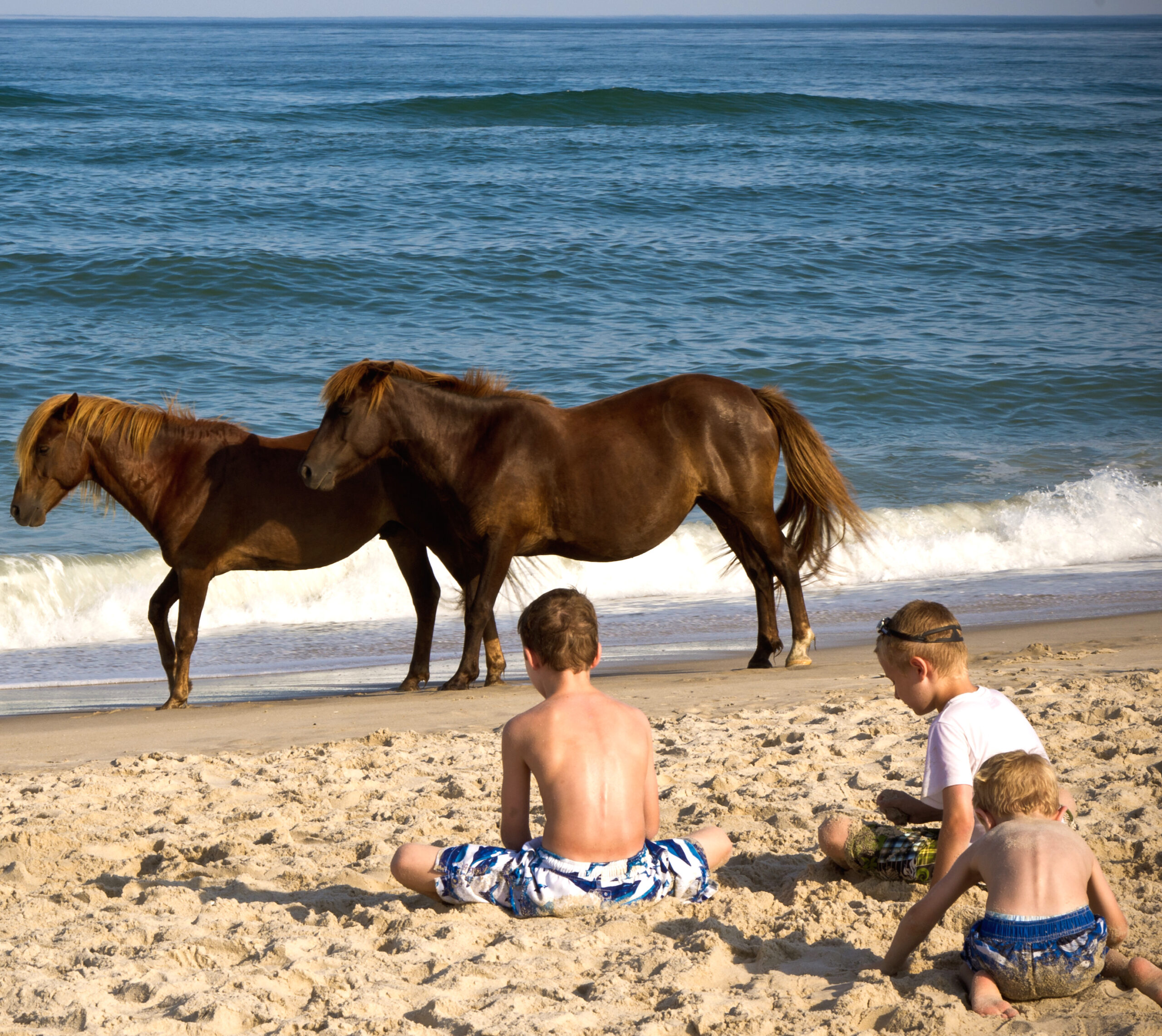 IMGP5860_Wild_ponies_of_Assateague_Island.jpg