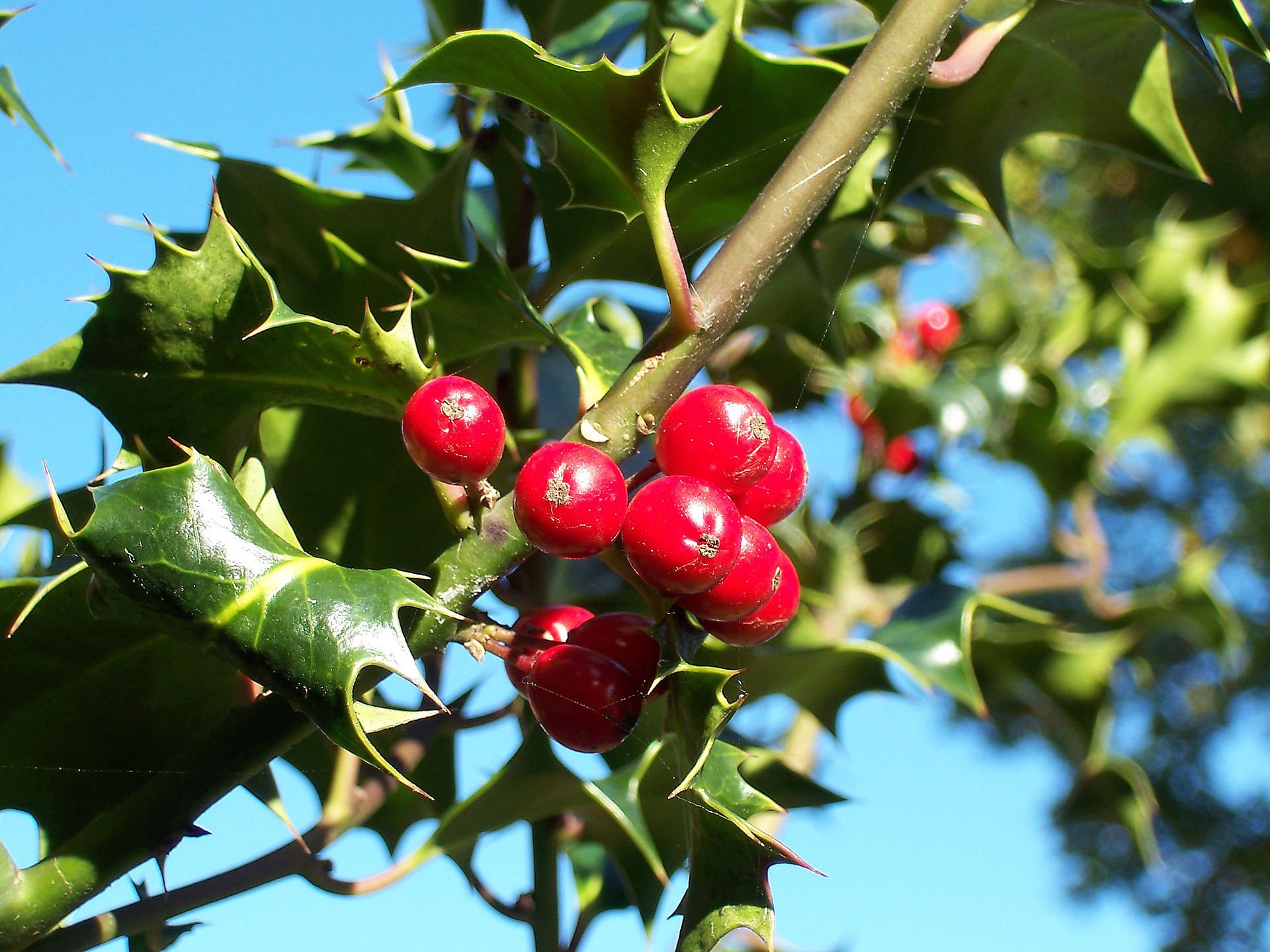 Ilex-aquifolium_Europaeische_Stechpalme-1.jpg Ilex-aquifolium_Europaeische_Stechpalme-1.jpg
