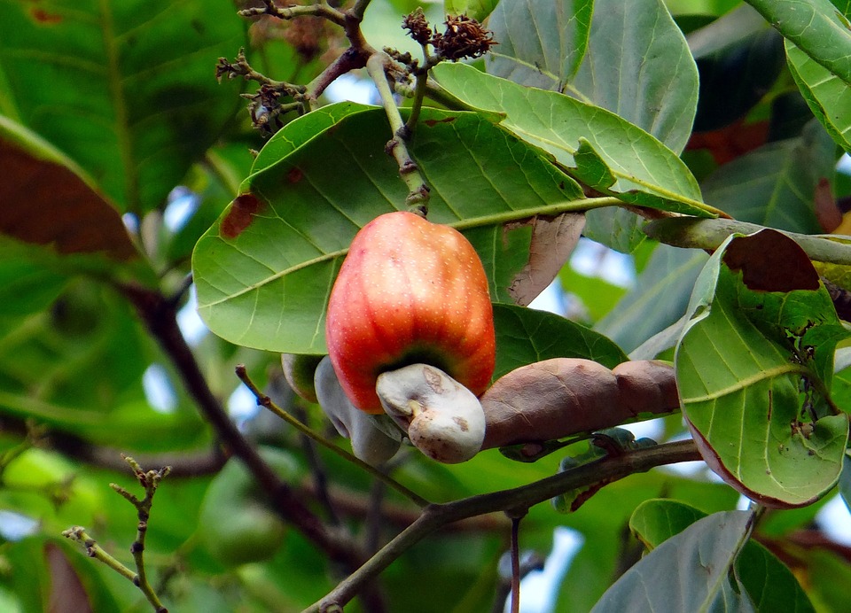 India Fruit Ripe Nut Cashew Fruit Red