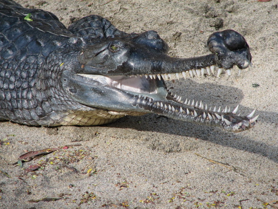 Indian_Gharial_at_the_San_Diego_Zoo_2006-01-03_headshot.jpg