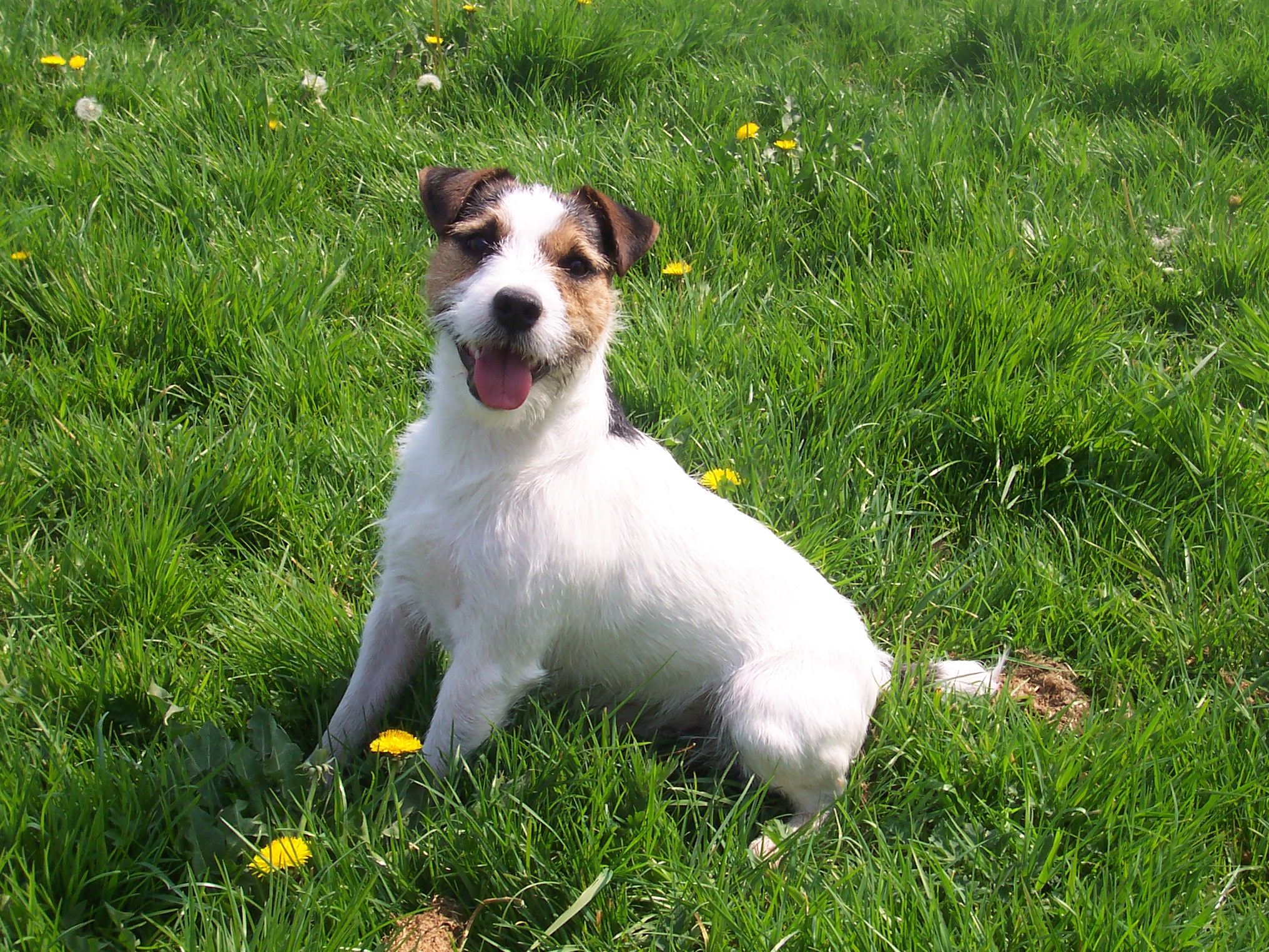 Jack-Russell_Terrier.jpg
