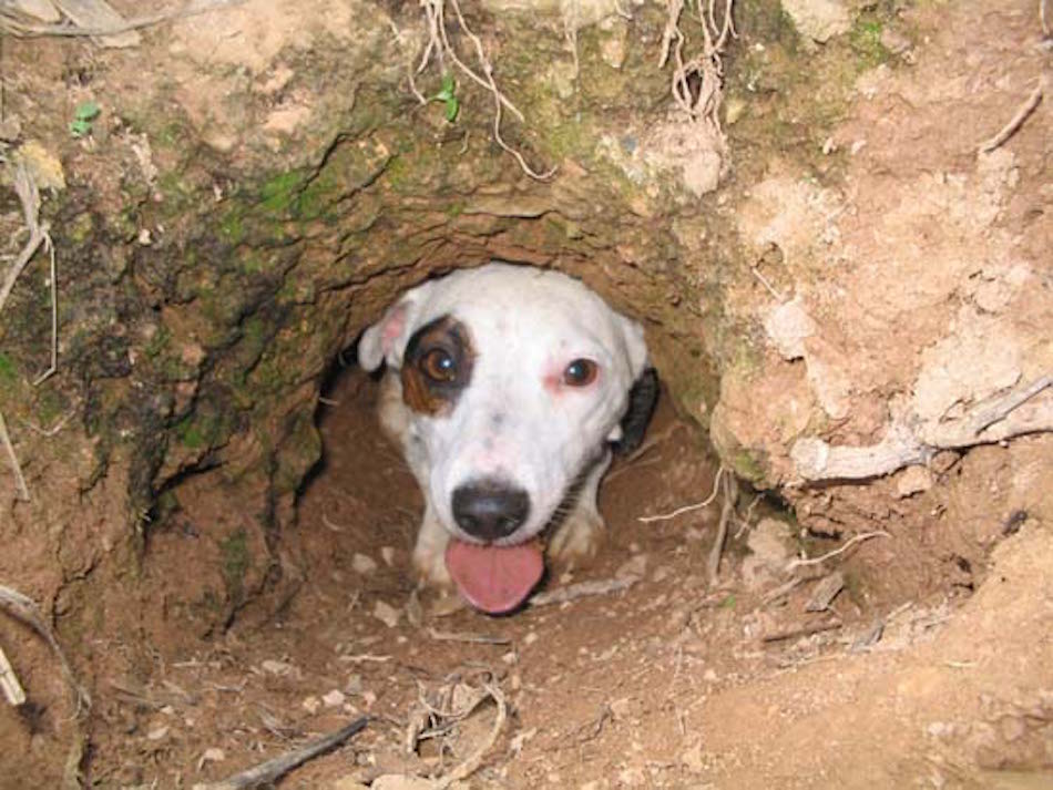 Jack_Russell_Terrier_exits_den_pipe.jpg