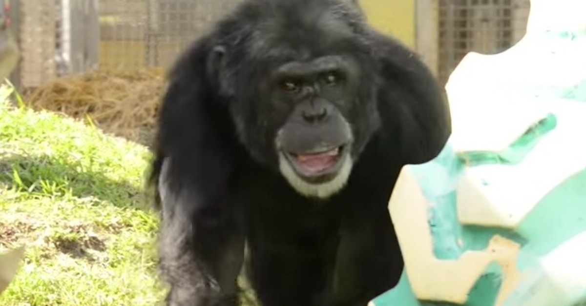 JoeTheChimp