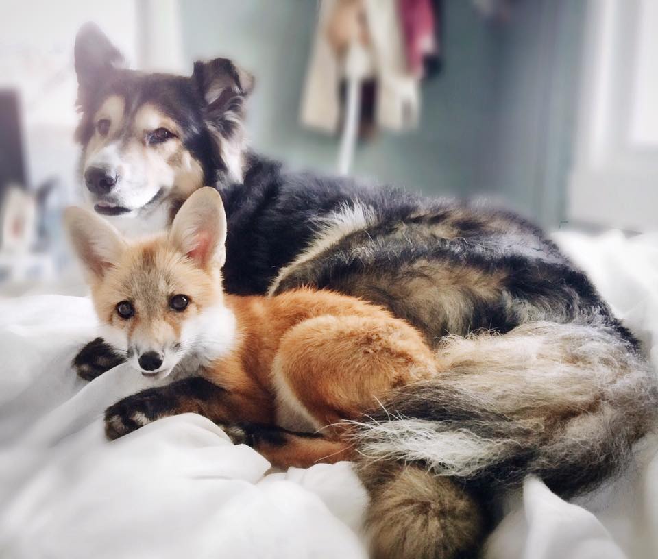 Juniper-Fox-1.jpg