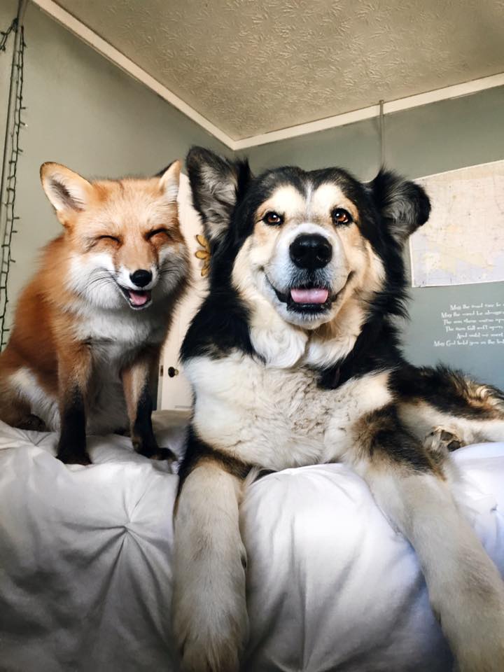 Juniper-Fox-7.jpg