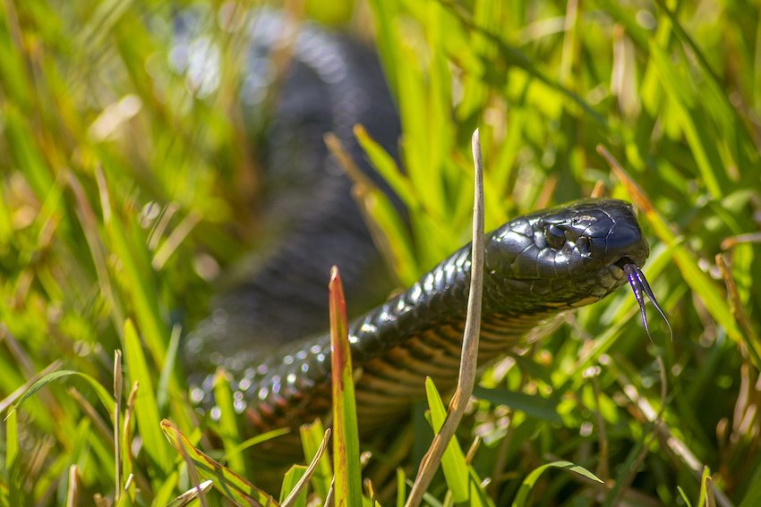 Juvenile_Red_Bellied_Black_Snake.jpg