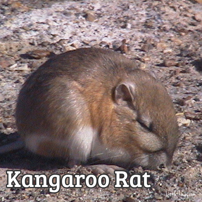 KangaRat_645x645.jpg