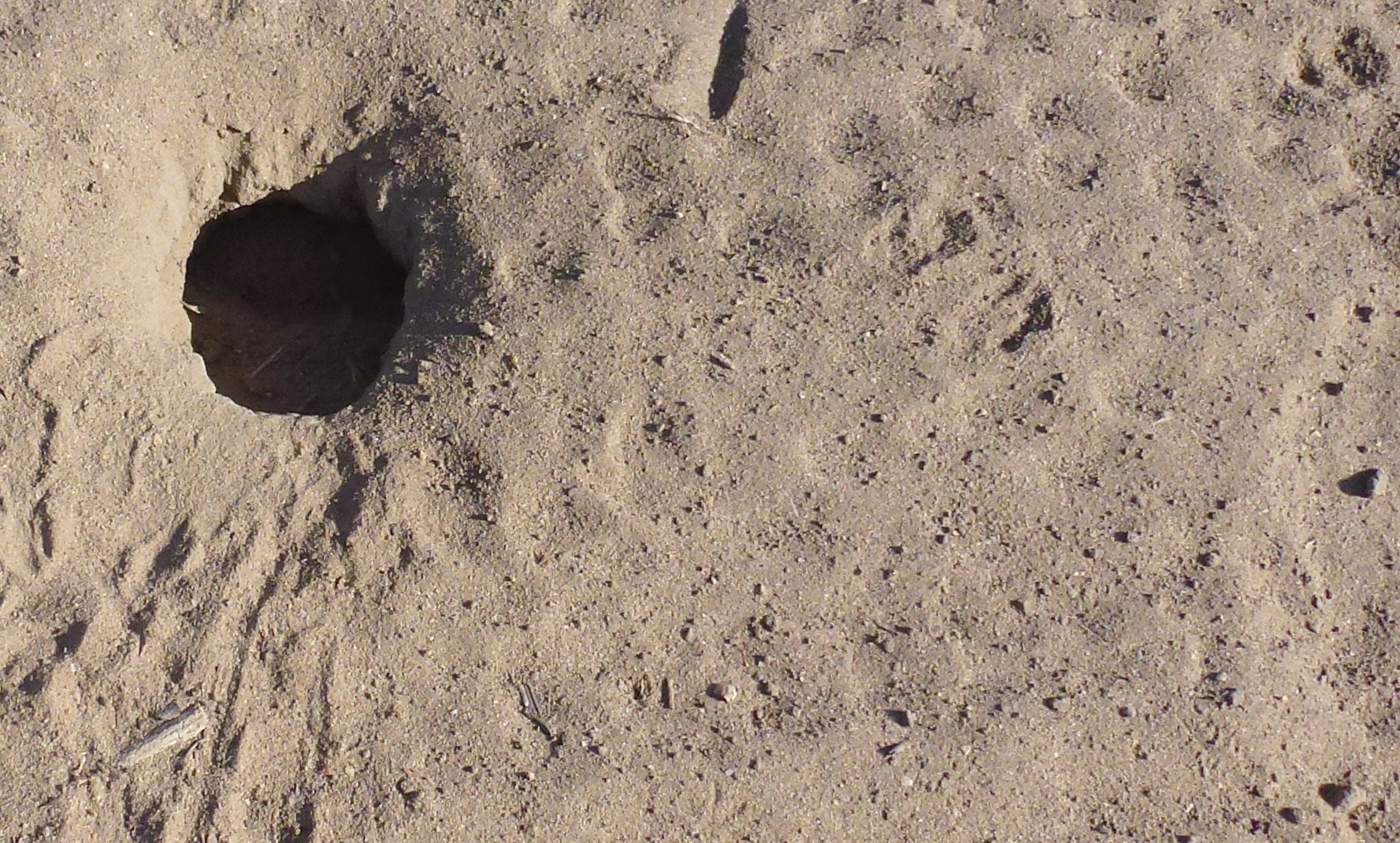 Kangaroo-Rat-Hole.jpg