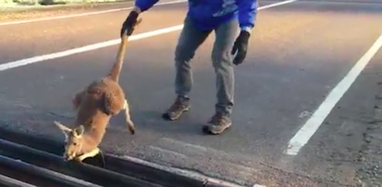 Kangaroo Rescue Beauty