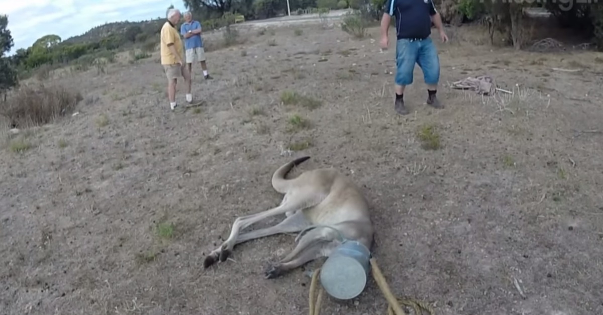 Kangaroo Watering Can