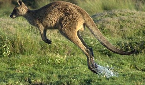 Kangaroo-in-flight_cropped.jpg