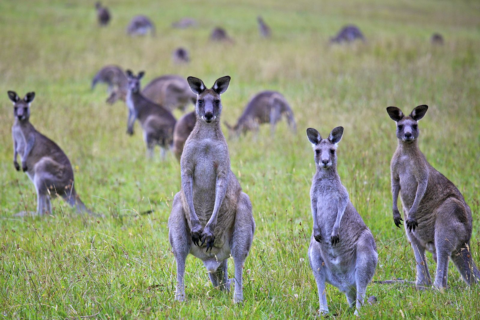 Kangaroo_Portrait_6754298445.jpg