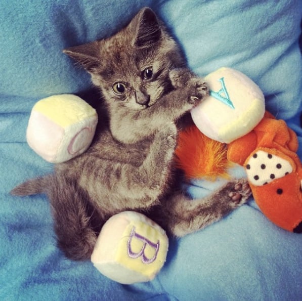 Kev-The-Cat-1.jpg