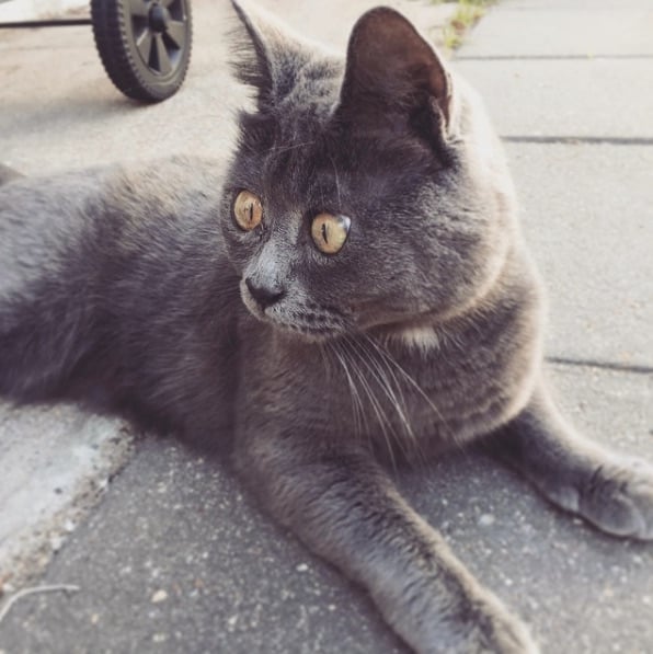 Kev-The-Cat-2.jpg