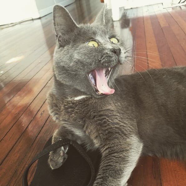 Kev-The-Cat-3.jpg