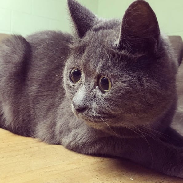 Kev-The-Cat-4.jpg