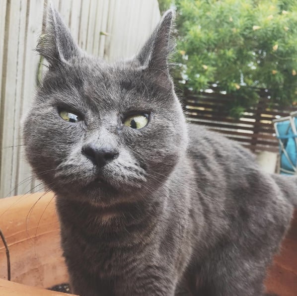 Kev-The-Cat-5.jpg