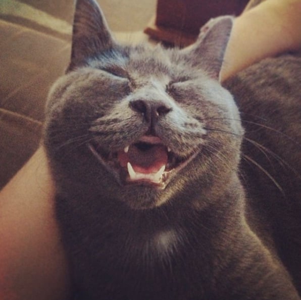 Kev-The-Cat-6.jpg