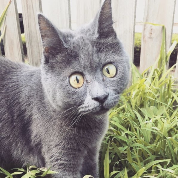 Kev-The-Cat-7.jpg