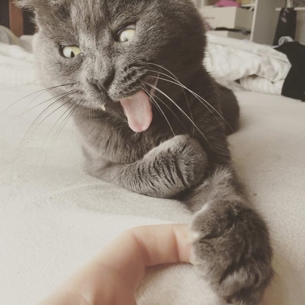 Kev-The-Cat-8.jpg